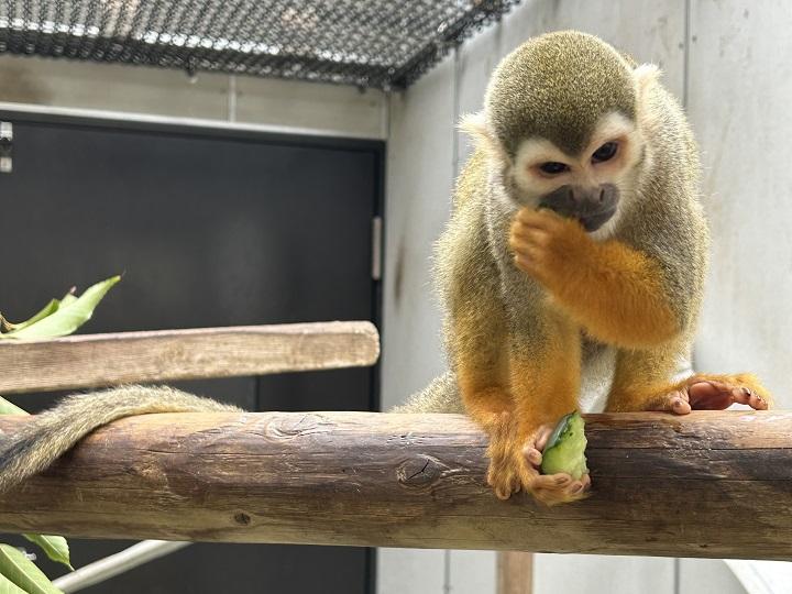 ウメとキュウリ