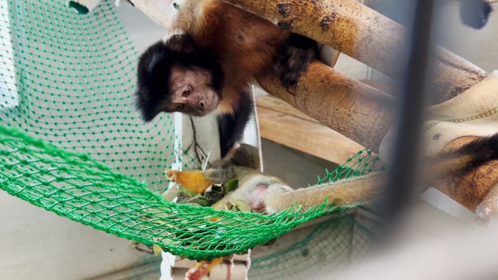 ウメに触れるぺルドン