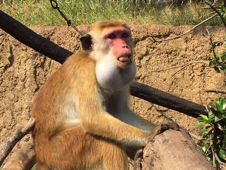 こちらはトクモンキーの頬袋。