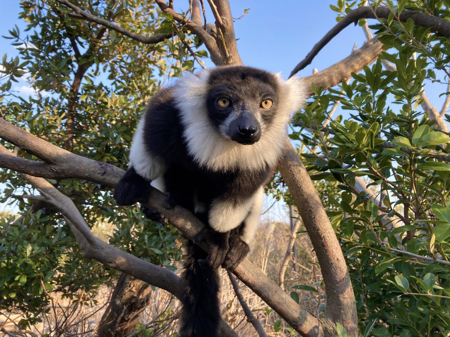 エリマキキツネザル