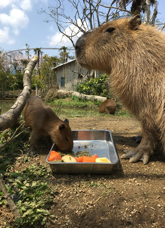 カピバラ