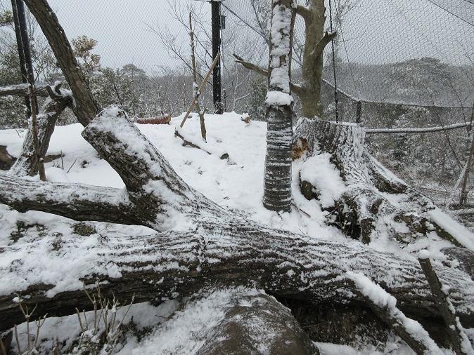 放飼場・雪.JPG