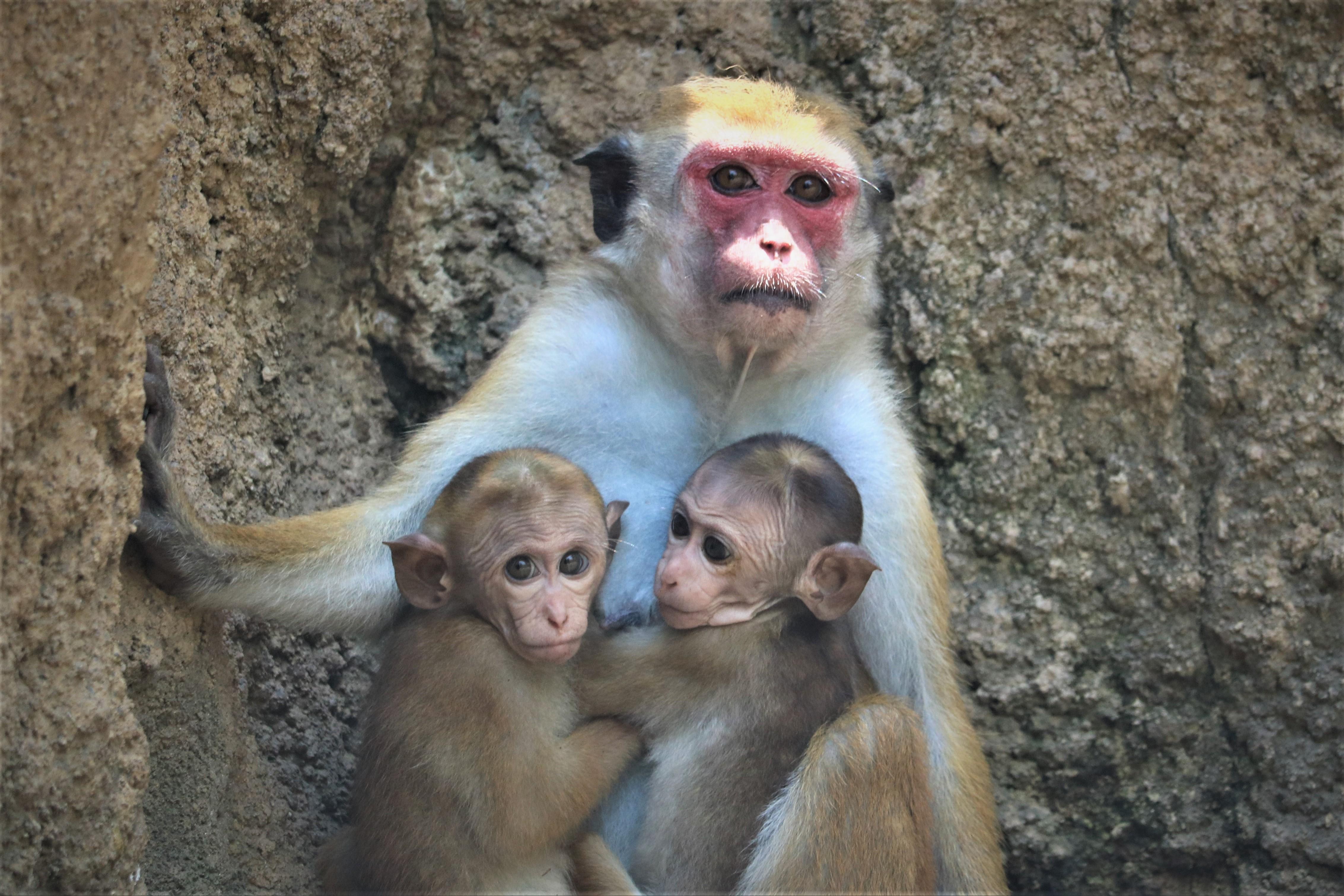 ７月３１日 子ザルに首ったけ 飼育員ブログ ときわ動物園 ときわ公園 山口県宇部市