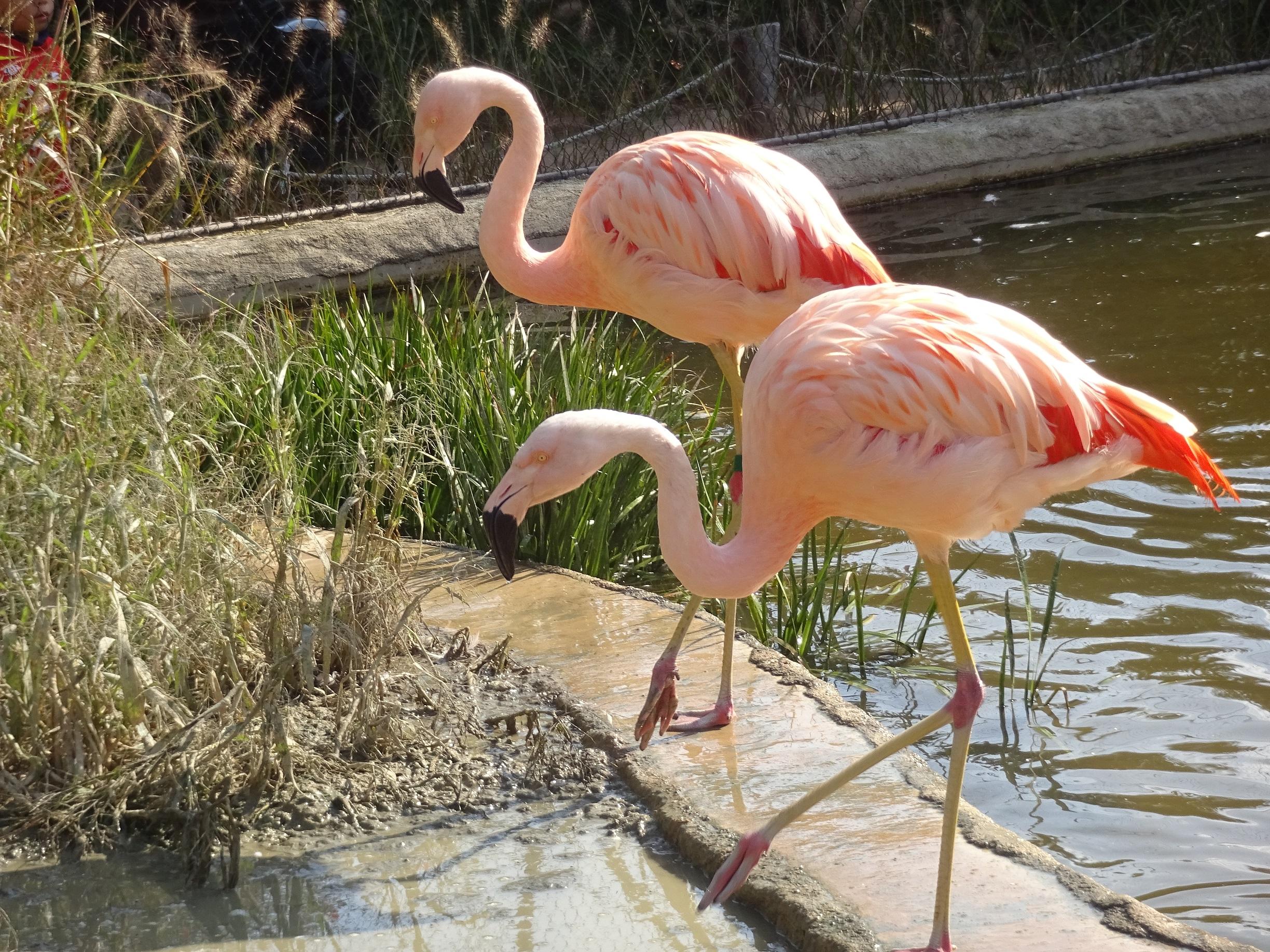 11月3日 フラミンゴって 飼育員ブログ ときわ動物園 ときわ公園 山口県宇部市