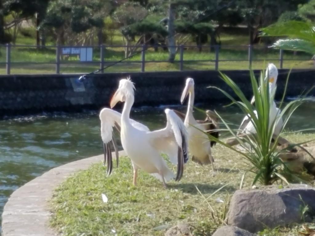 ペリカン