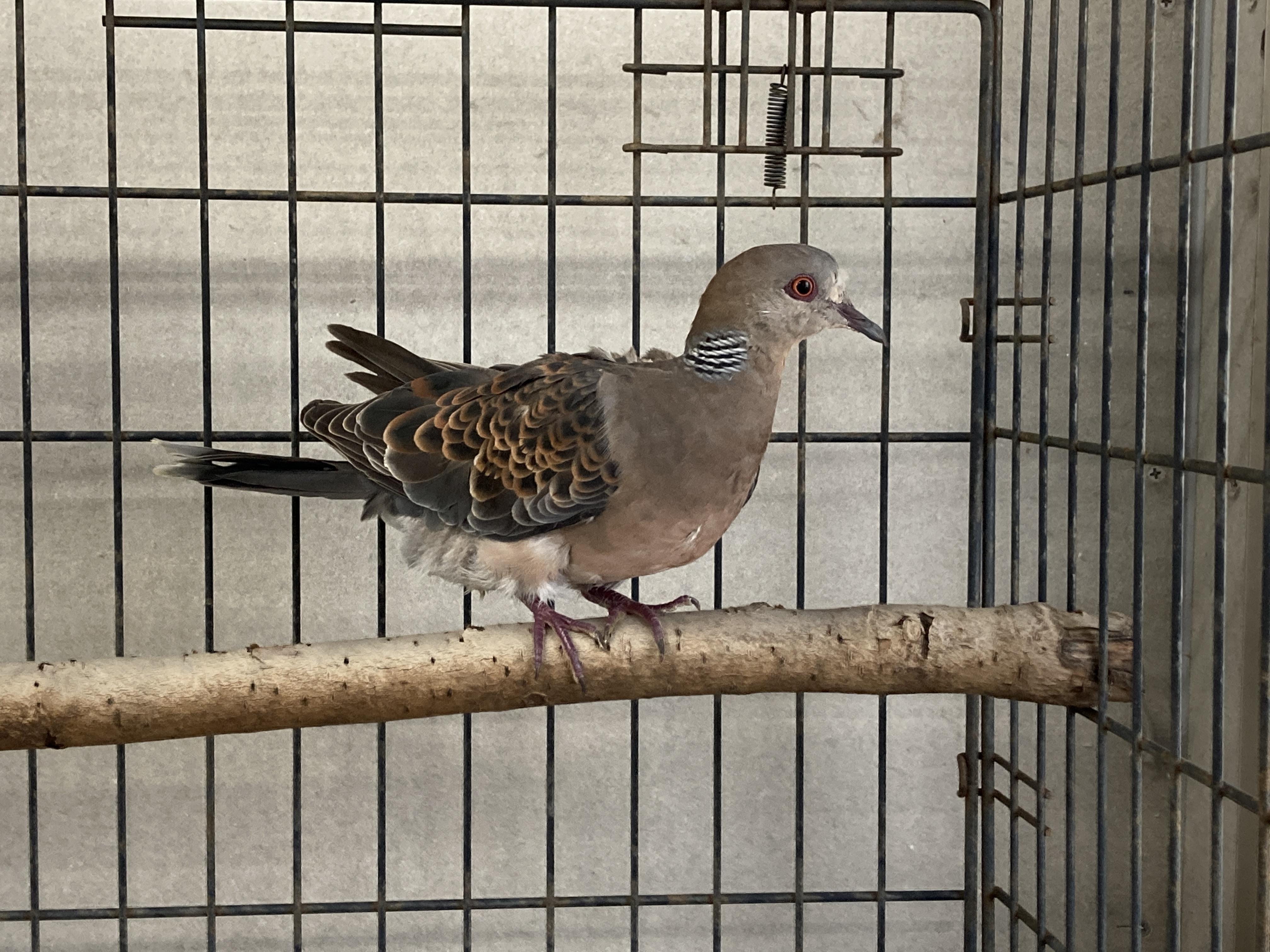 8月28日 傷病鳥獣保護レポート：キジバトを放鳥しました - 飼育員