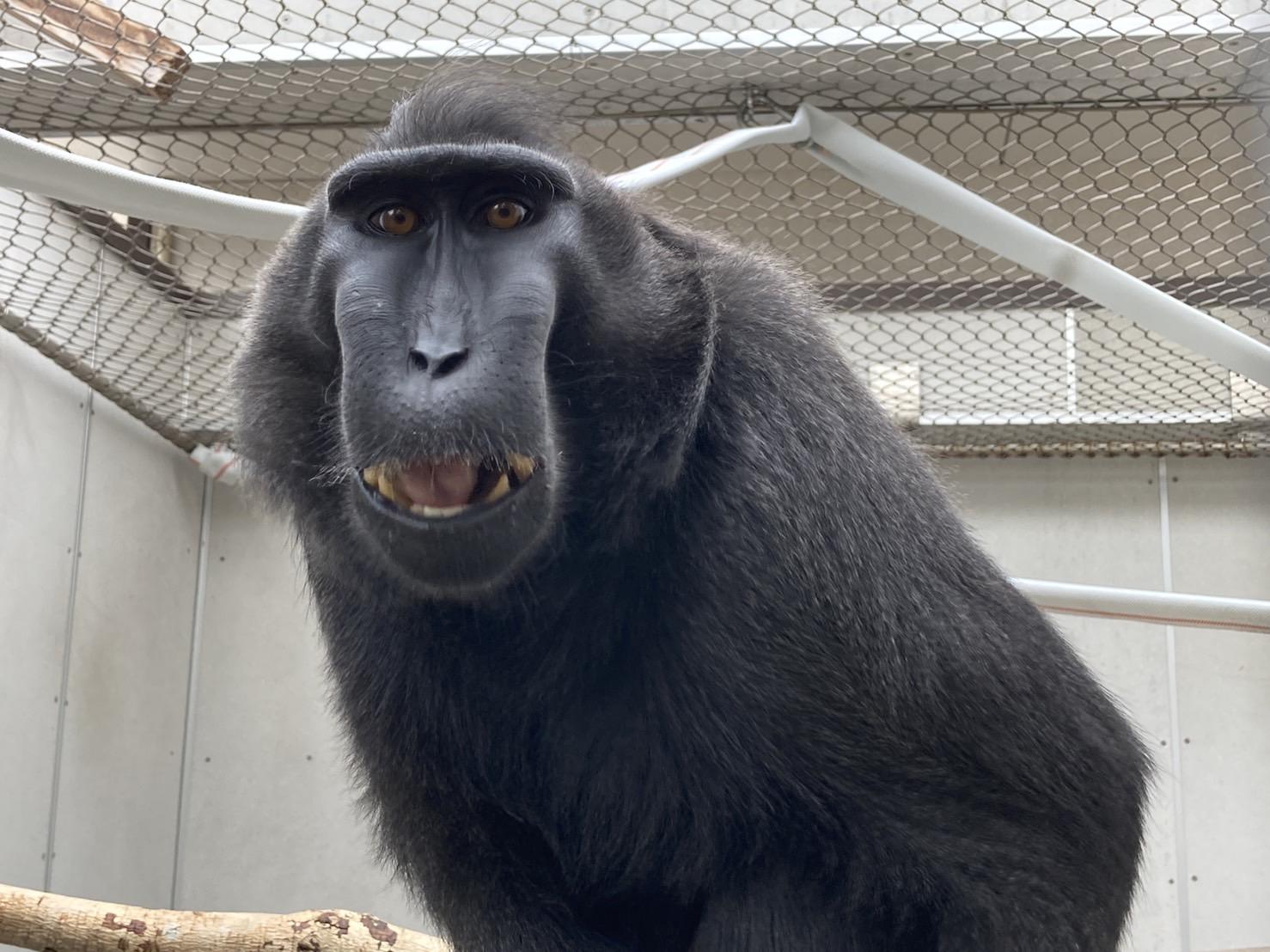 ３月１６日 最近のココ 飼育員ブログ ときわ動物園 ときわ公園 山口県宇部市