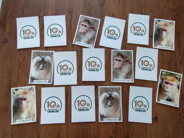 合わせてマカク