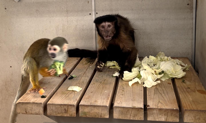 ぺルドンの餌を盗むウメ