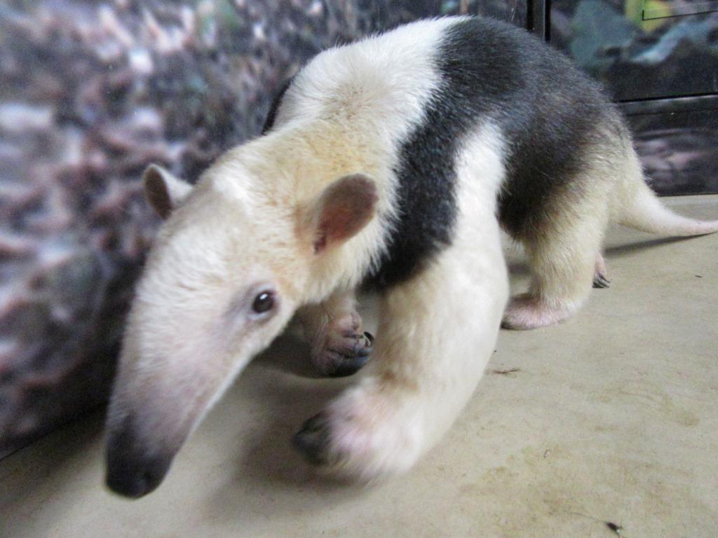 2月9日 可愛いだけじゃないんです 飼育員ブログ ときわ動物園 ときわ公園 山口県宇部市