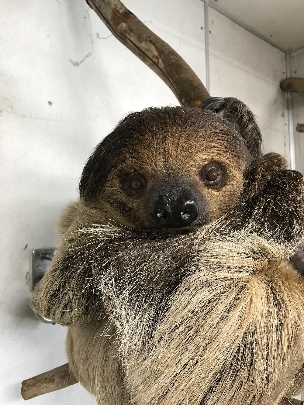 9月27日 9月のナマケモノいろいろ 飼育員ブログ ときわ動物園 ときわ公園 山口県宇部市