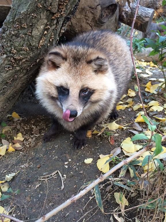 マユゲごっつあんです。.jpg