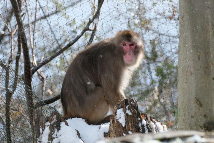 ニホンザル