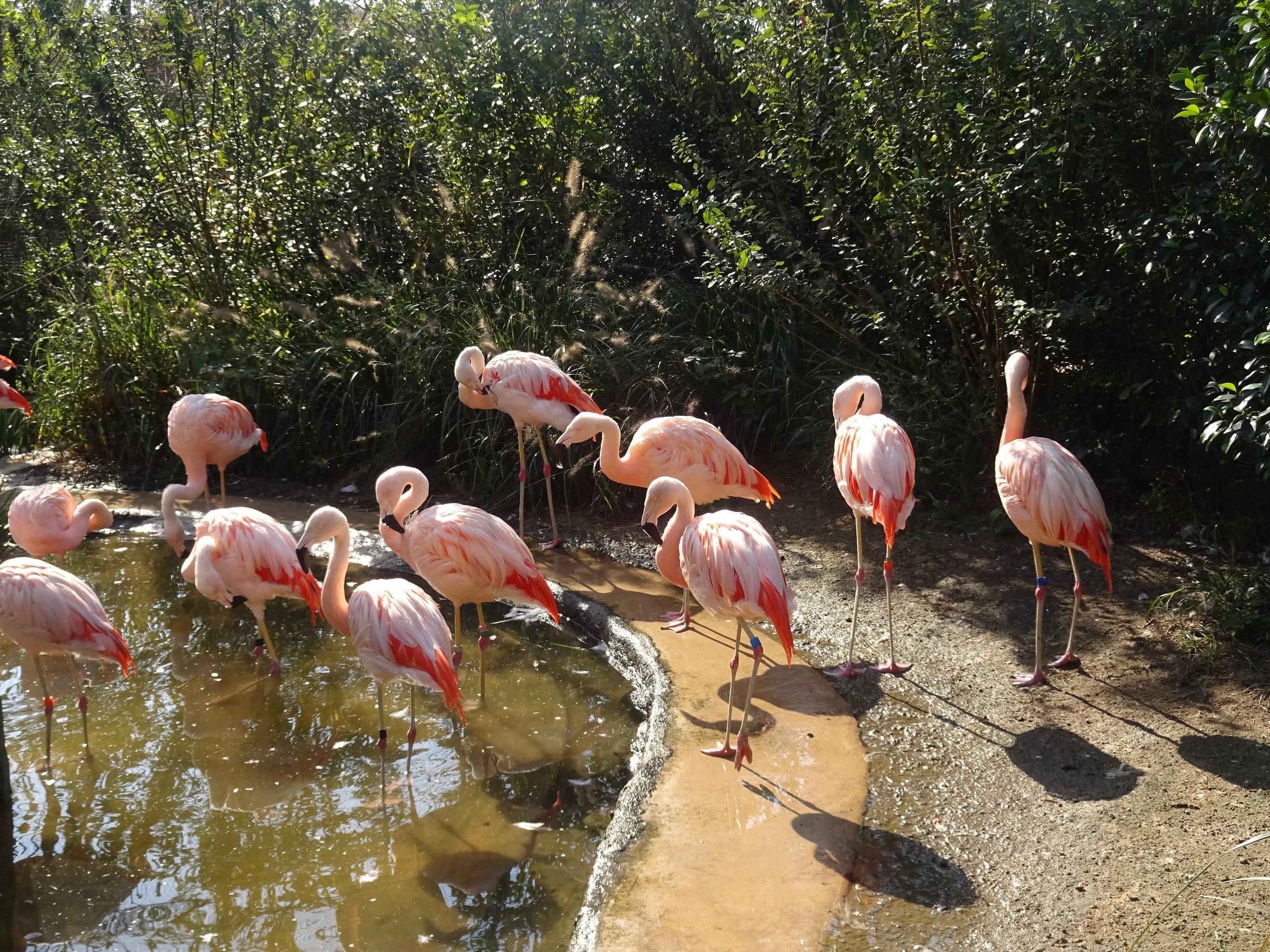 11月3日 フラミンゴって 飼育員ブログ ときわ動物園 ときわ公園 山口県宇部市