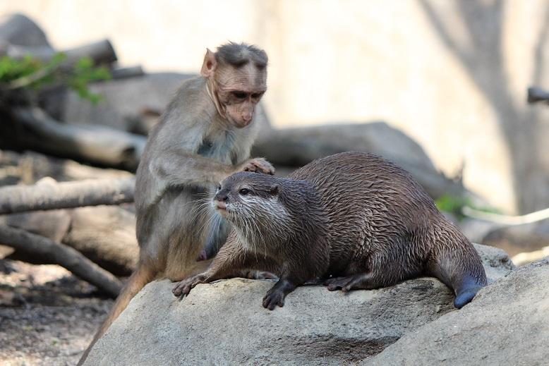 ボンネットとカワウソ.JPG