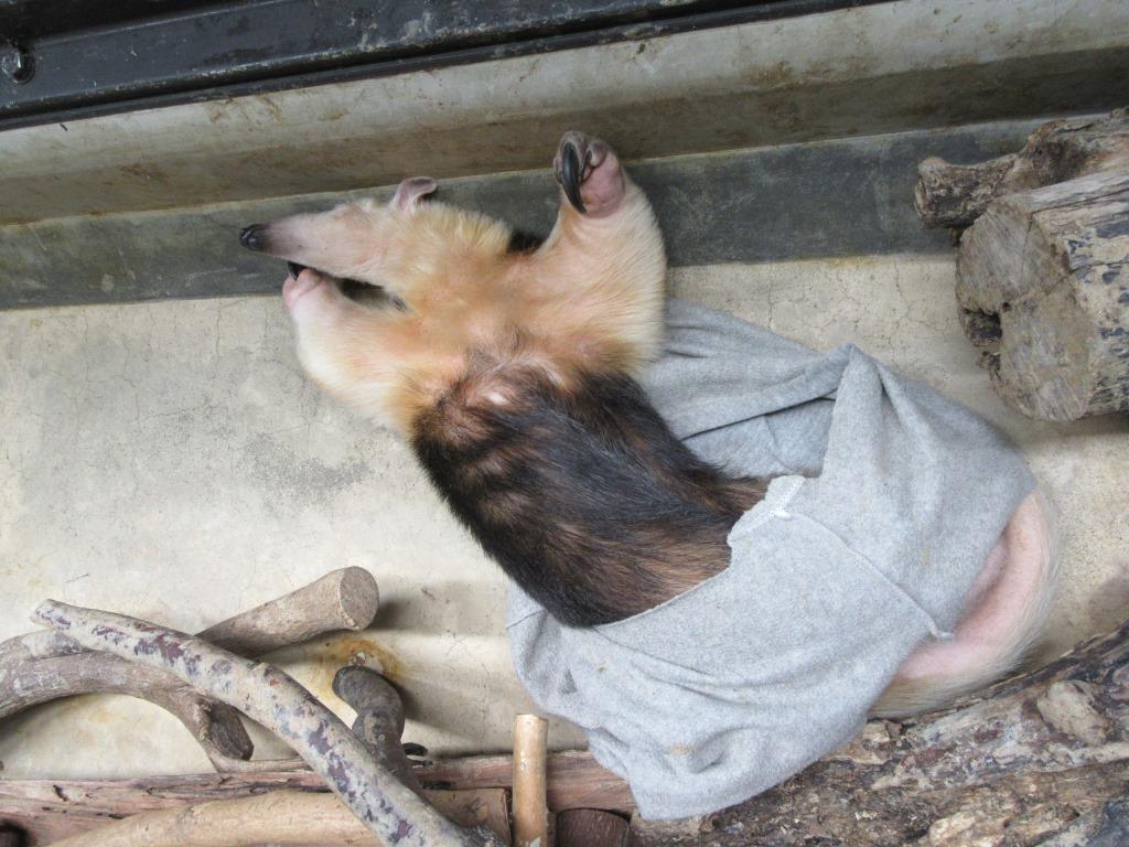 2月9日 可愛いだけじゃないんです 飼育員ブログ ときわ動物園 ときわ公園 山口県宇部市