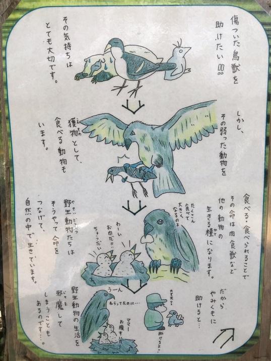 傷病鳥獣保護①.jpg