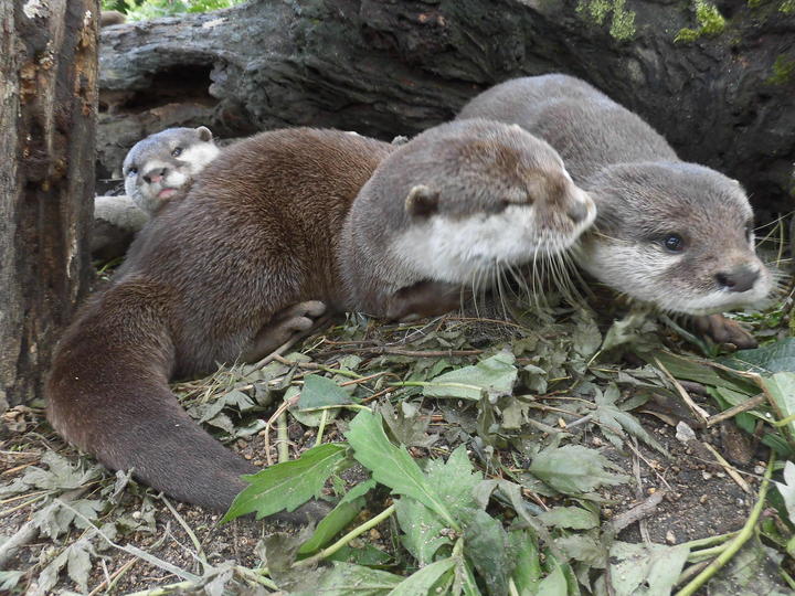 コツメカワウソ3頭