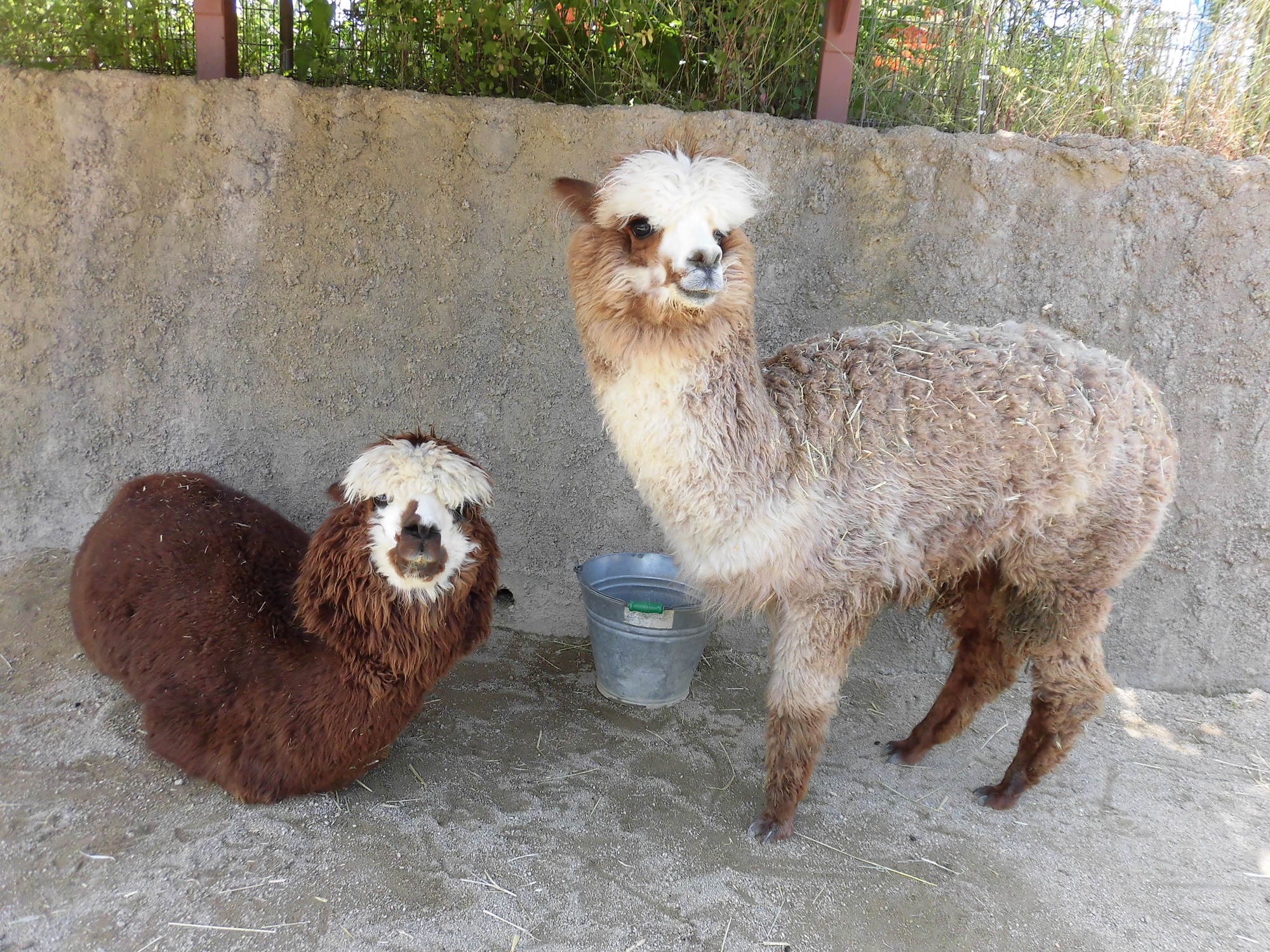 8月13日 夏のアルパカ近況報告 飼育員ブログ ときわ動物園 ときわ公園 山口県宇部市