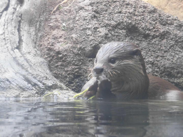 ショウ