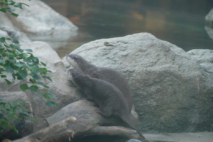 丸太を上るボン