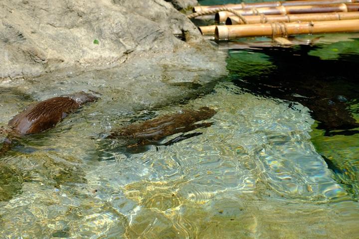 カワウソ