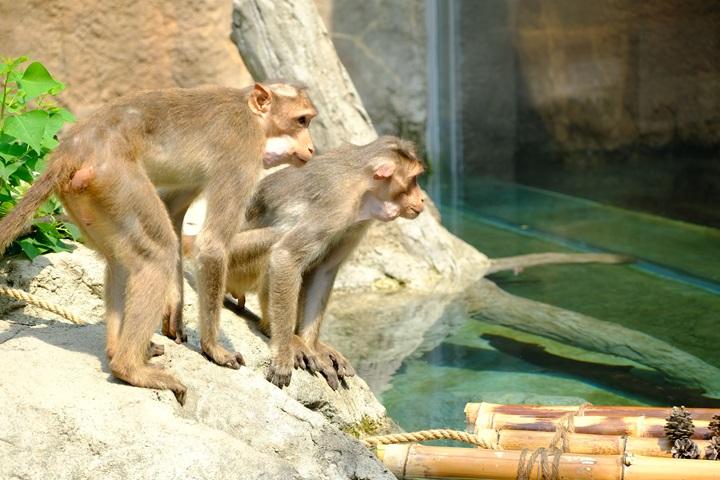 マツたれ耳