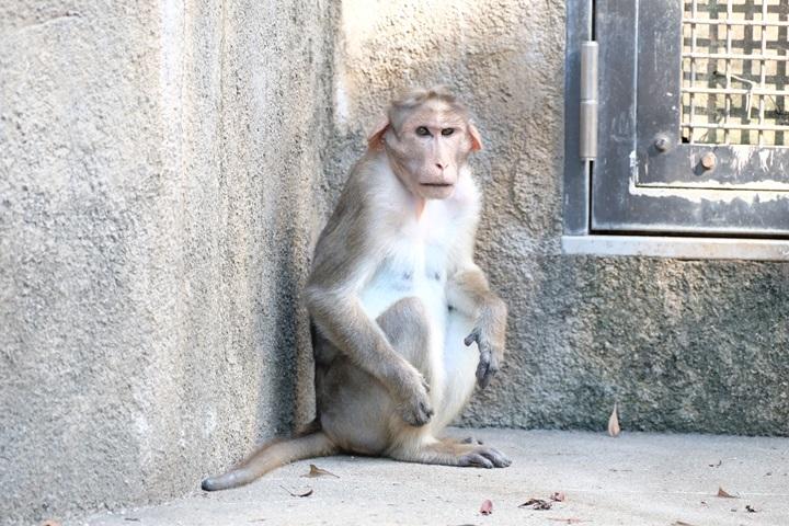 たれ耳