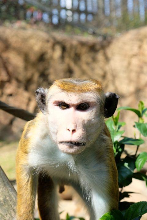 がんみのかるた