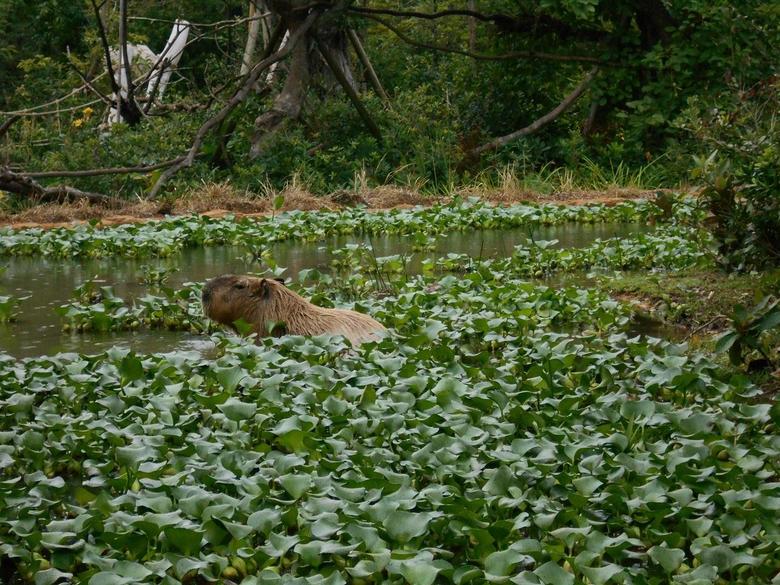 夏の間に急激に増えたホテイアオイ