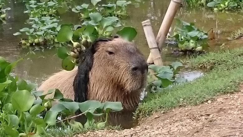 水面の大半をホテイアオイが占めているので、カピバラたちがこんな姿になっていることも