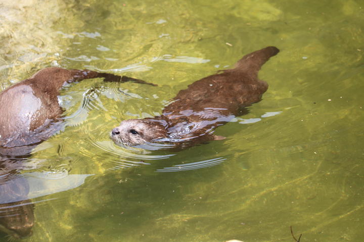 コツメカワウソ　カイ