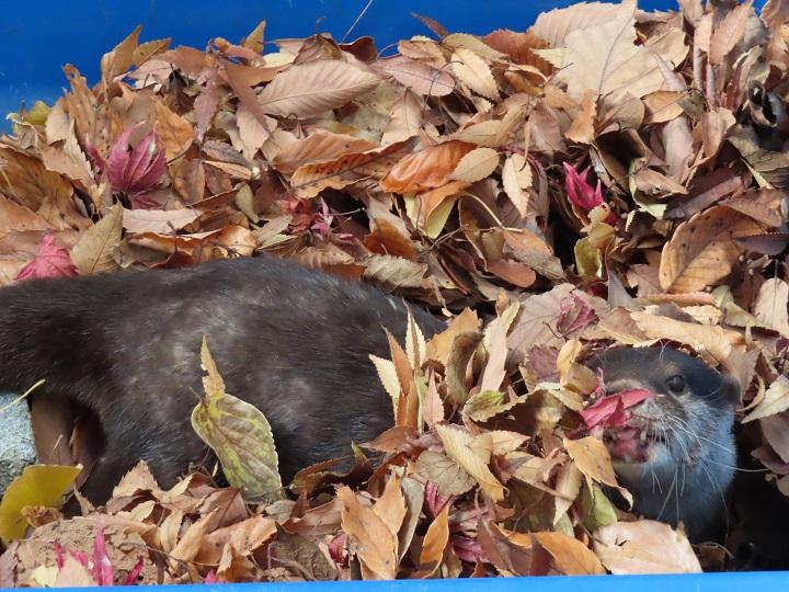 落ち葉プールで遊ぶコツメカワウソ♀はな