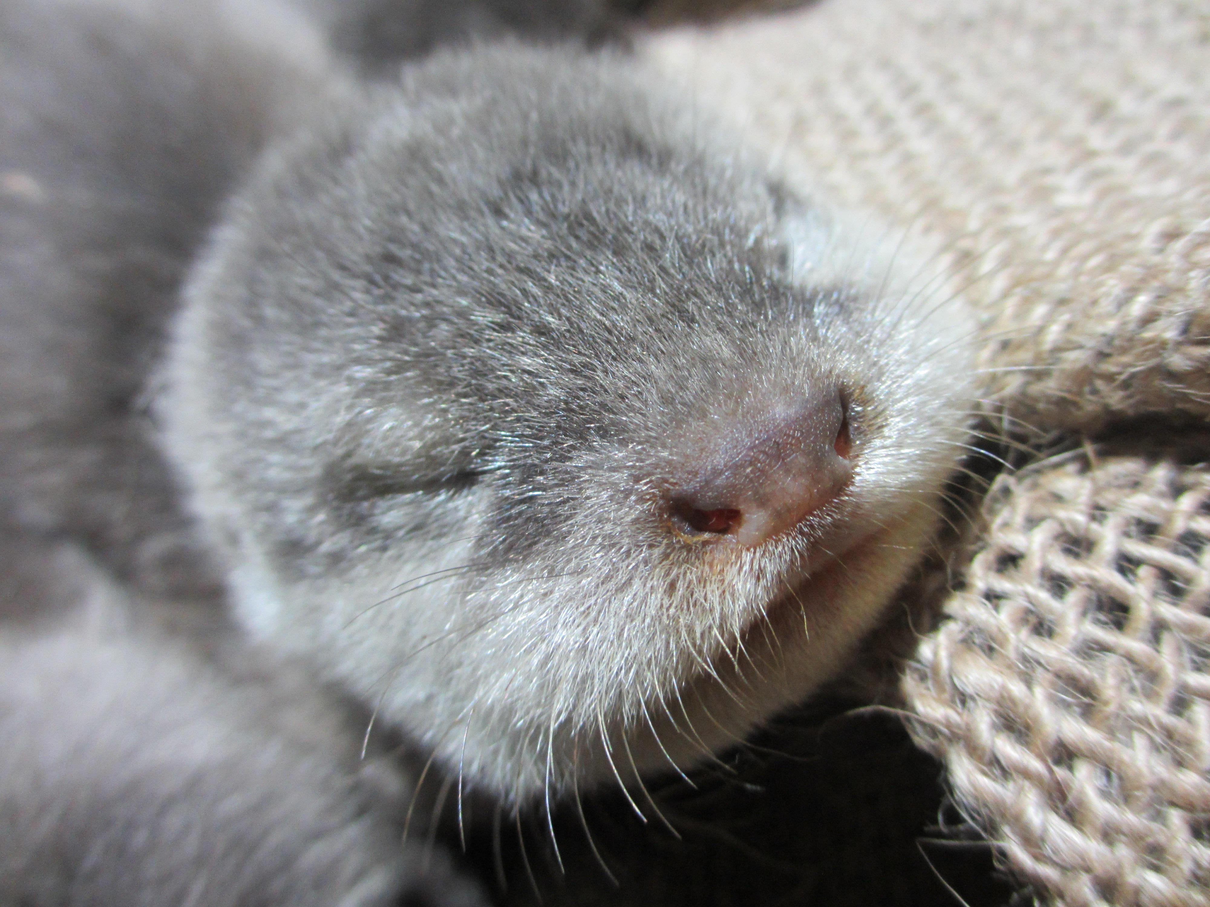 １月５日 コツメカワウソの赤ちゃん成長記録 目がぱっちり エサも食べるよ編 飼育員ブログ ときわ動物園 ときわ公園 山口県宇部市