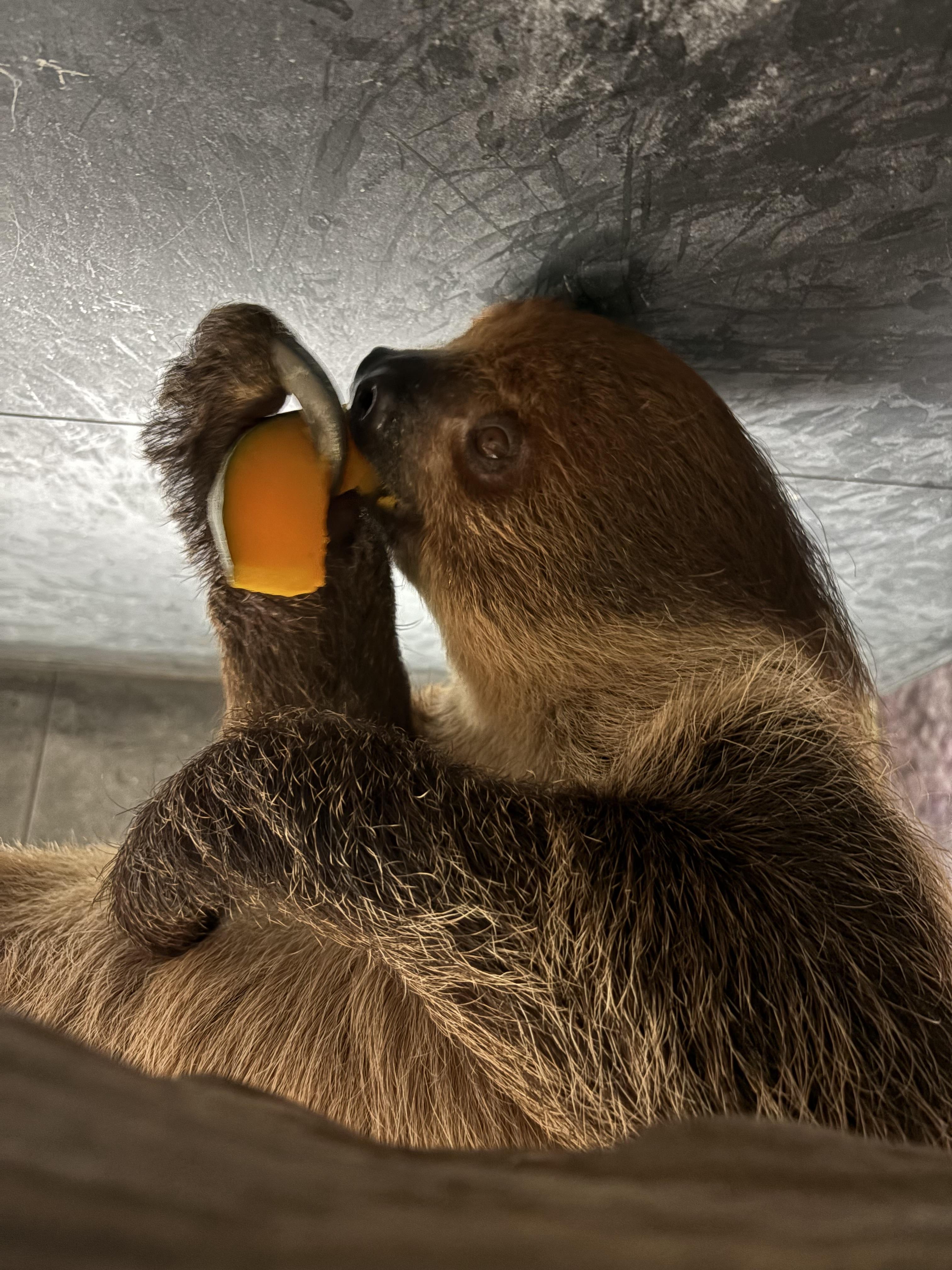 カボチャ