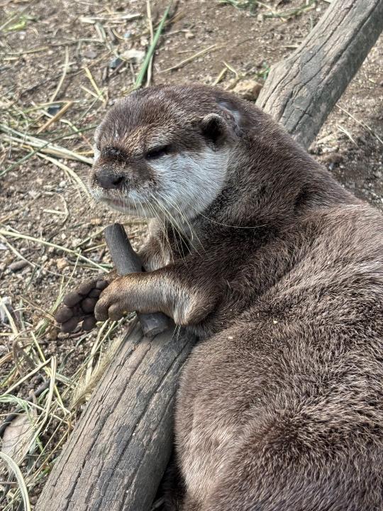 リン　最近の様子