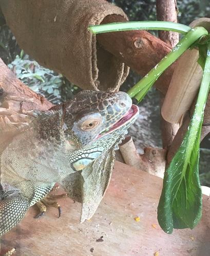 2月29日 レアキャラ 飼育員ブログ ときわ動物園 ときわ公園 山口県宇部市