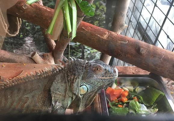 2月29日 レアキャラ 飼育員ブログ ときわ動物園 ときわ公園 山口県宇部市