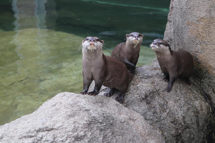 コツメカワウソ3頭