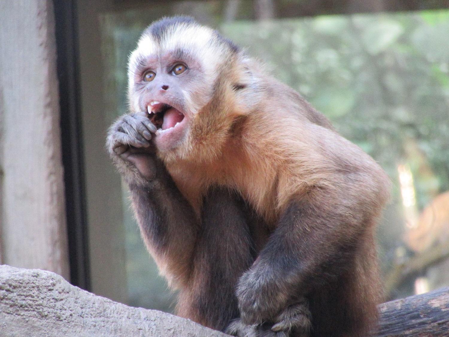 1月21日 親の背を見て 飼育員ブログ ときわ動物園 ときわ公園 山口県宇部市