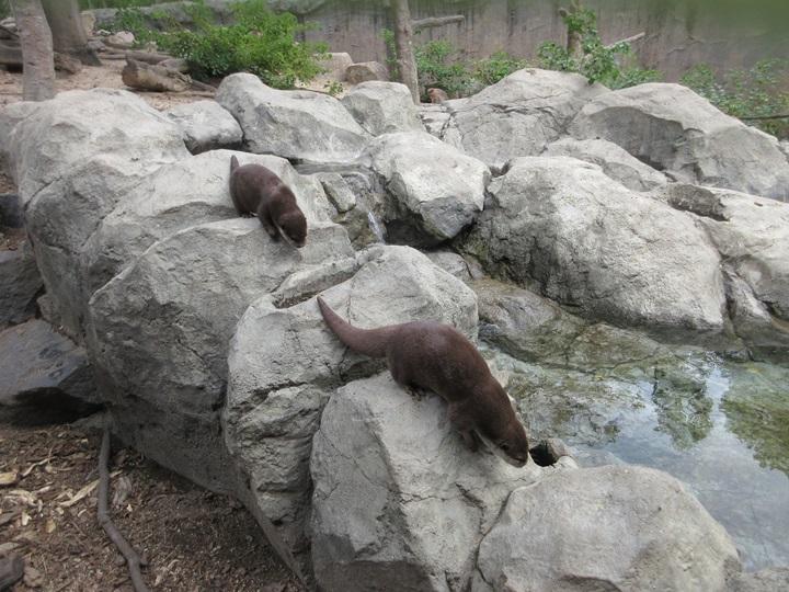 岩場を上り下りするボンリン