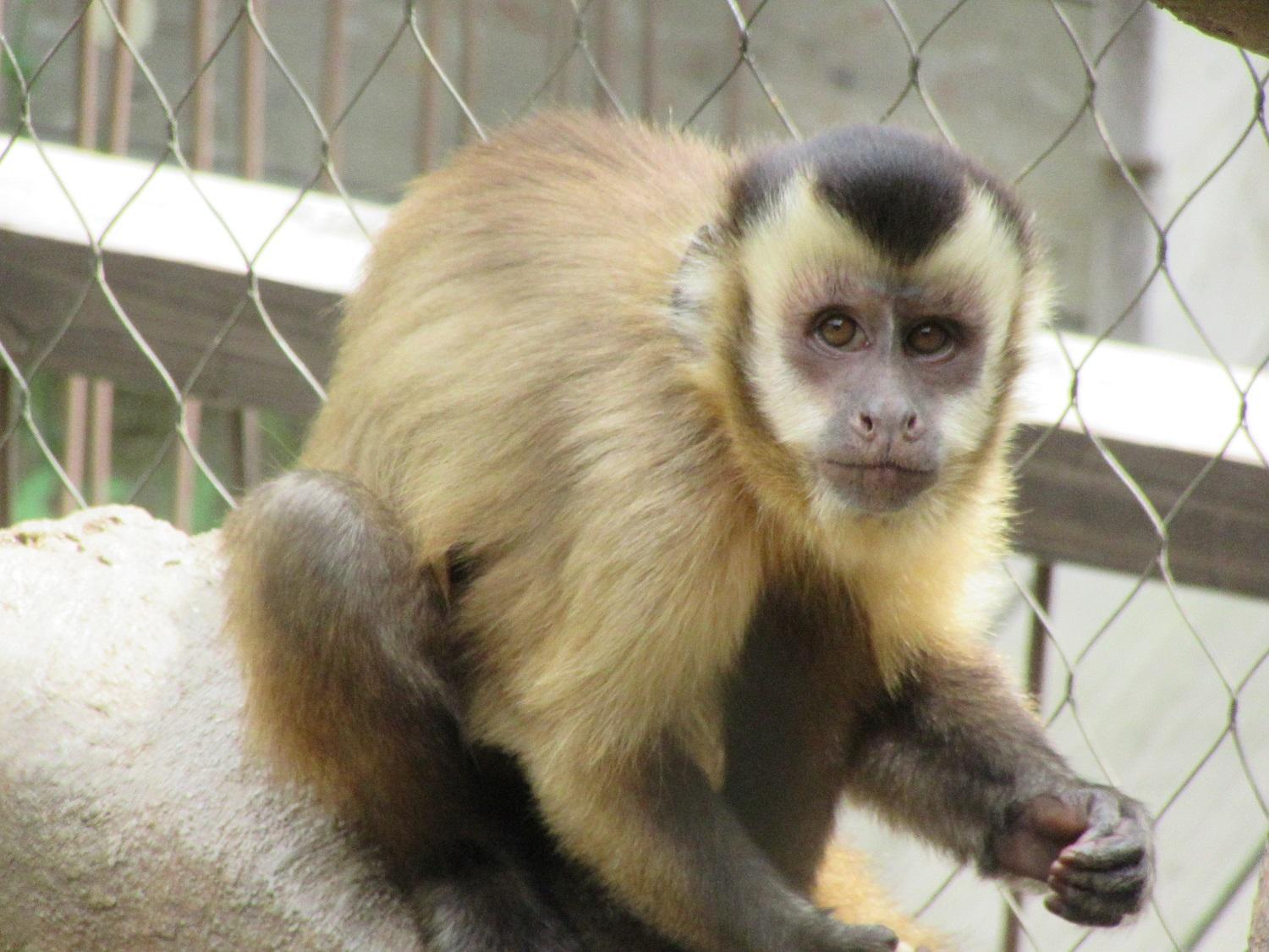 6月24日 イチハお引越ししました 飼育員ブログ ときわ動物園 ときわ公園 山口県宇部市