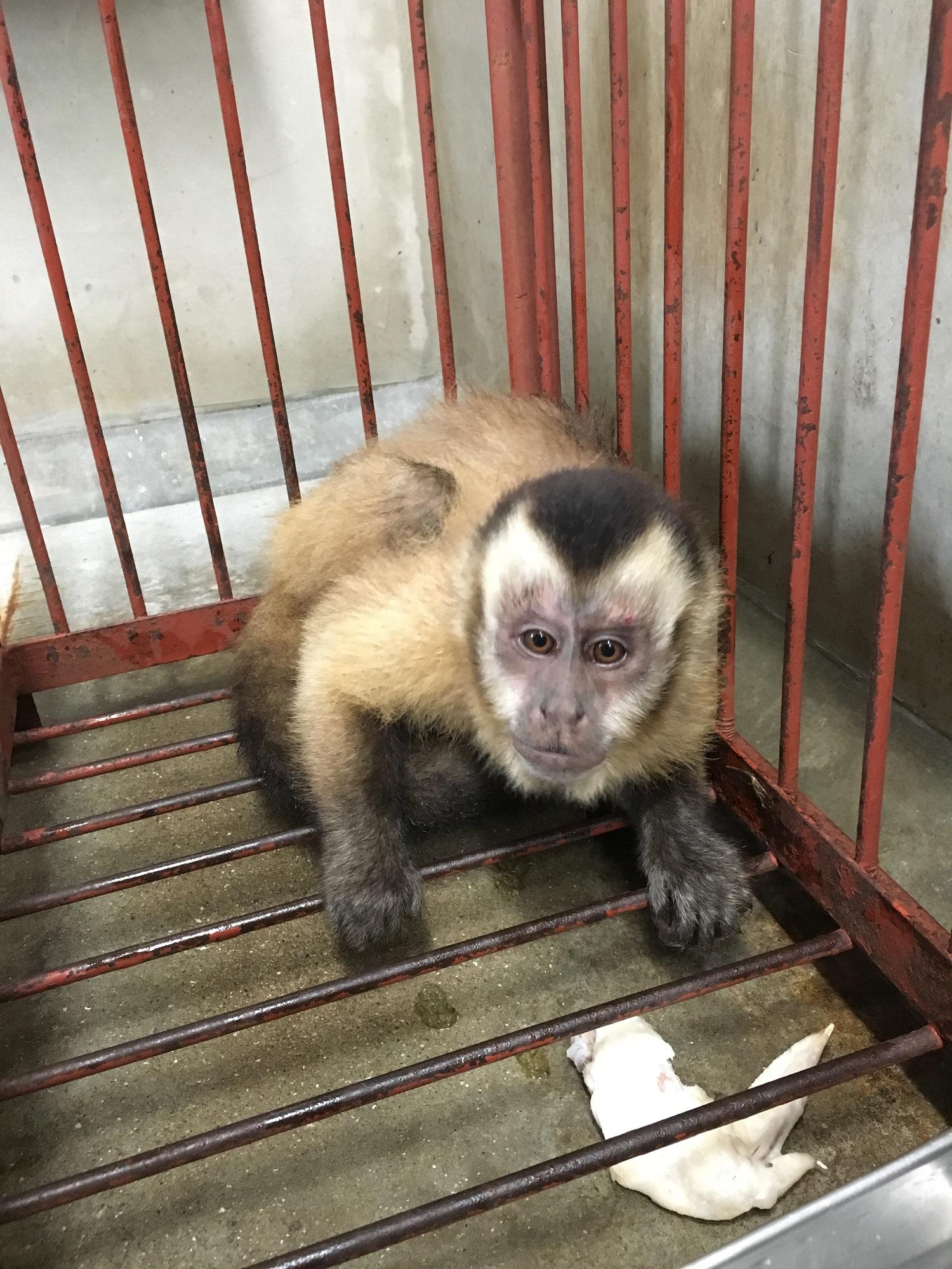 6月24日 イチハお引越ししました 飼育員ブログ ときわ動物園 ときわ公園 山口県宇部市