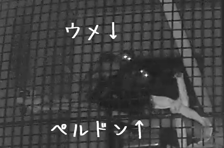 夜間の2頭