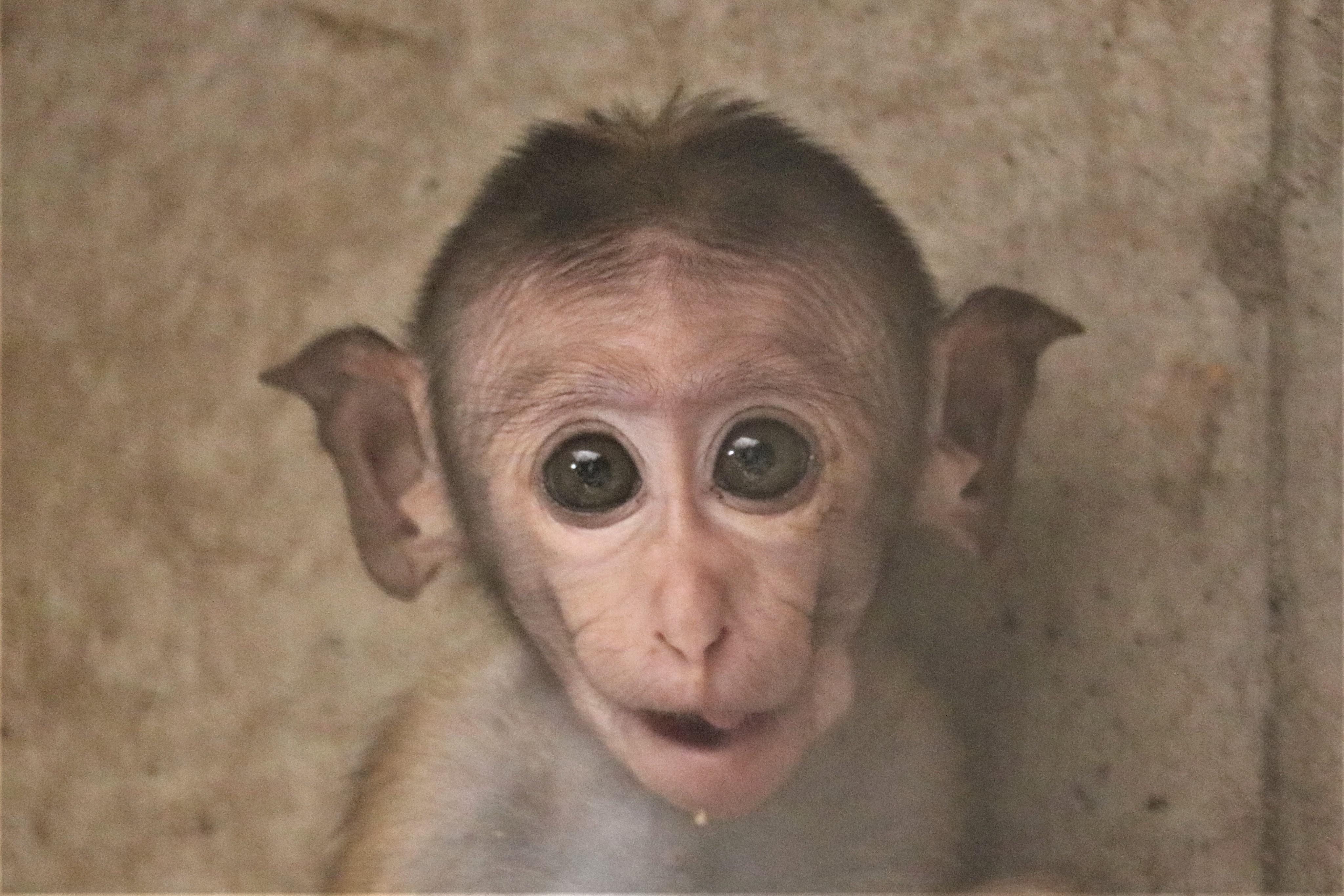 ７月３１日 子ザルに首ったけ 飼育員ブログ ときわ動物園 ときわ公園 山口県宇部市