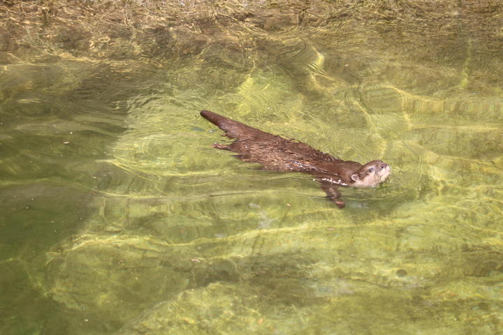 およぐカイ