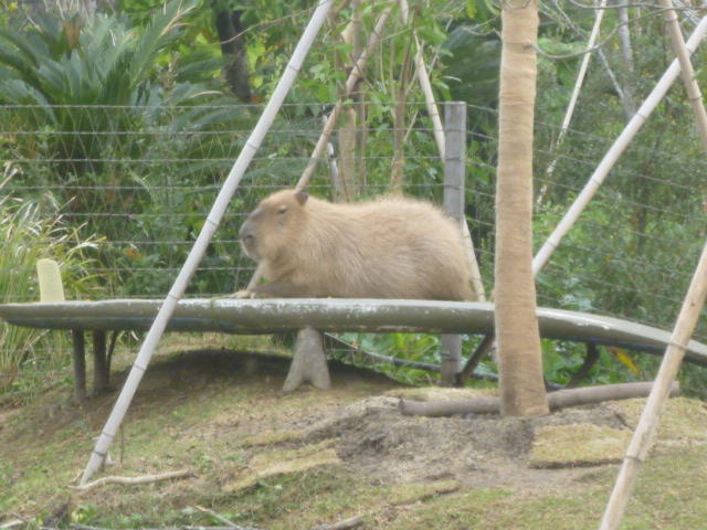 床カピバラ