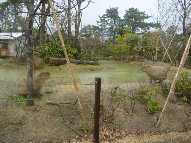 雨の日のカピバラ