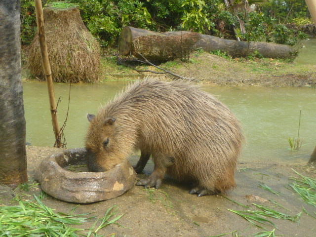 食べるエイコ