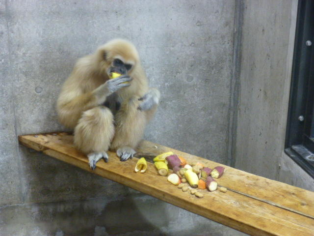 島２ガラスビュー寝室で１頭優雅に餌を食べる母メリー